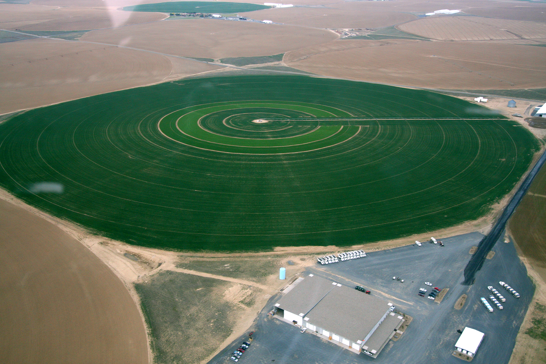 Washington Turfgrass Seed Field Washington Turfgrass Seed Field
