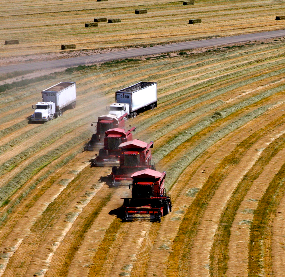 Washington Turfgrass Seed Field Washington Turfgrass Seed Field